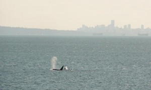 Vancouver with Orca whales in the foreground